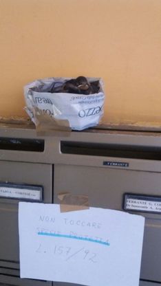 Recuperati una rondine e un falco pellegrino nella zona del Centro Direzionale a Napoli