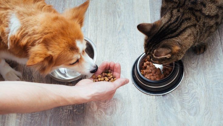 "Gli animali sono esseri senzienti", la rivoluzione del Regno Unito