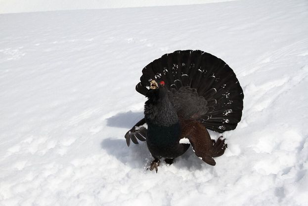 Il gallo cedrone e il suo habitat