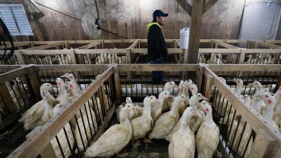 La città di New York mette fuori legge il foie gras