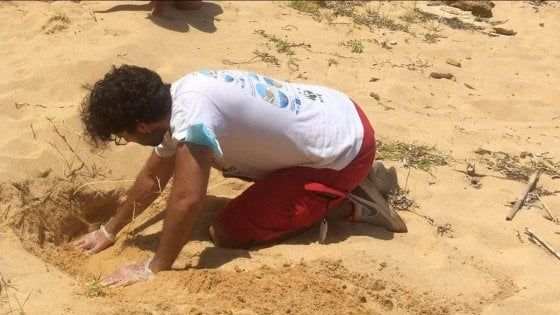 Nidi di caretta caretta sulle spiagge di Trappeto e Marina di Modica