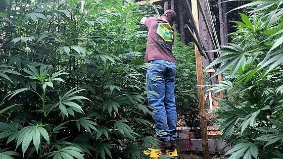Cannabis, anche Vasco Rossi e Roberto Saviano firmano la proposta di legge per legalizzarla