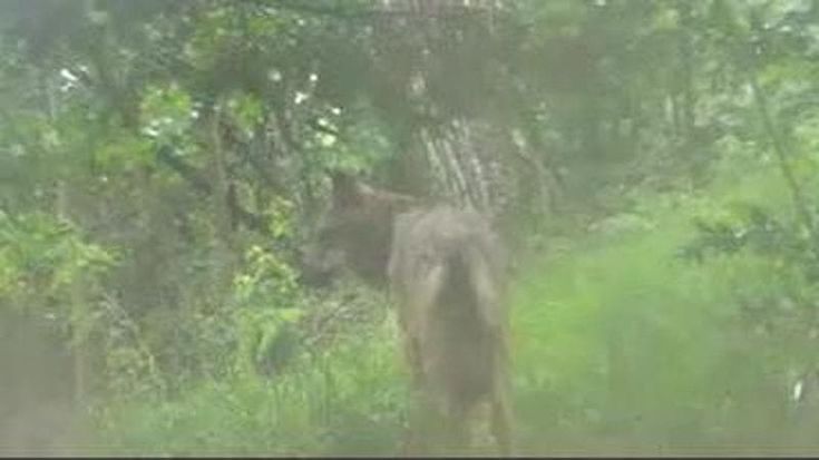 Un lupo si aggira a Piossasco, ai piedi del monte San Giorgio. Ecco tutti gli avvistamenti alle porte di Torino