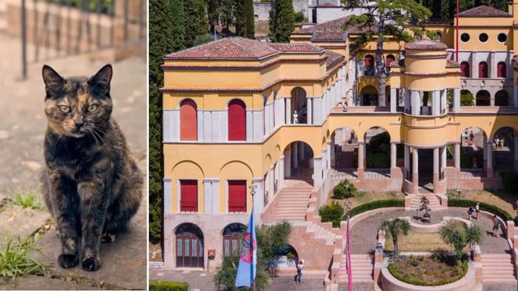 Addio alla gatta Gina, da 16 anni la mascotte del Vittoriale: viveva nella casa-museo di D’Annunzio