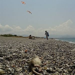 Milazzo, decine di topi morti nella spiaggia di ponente