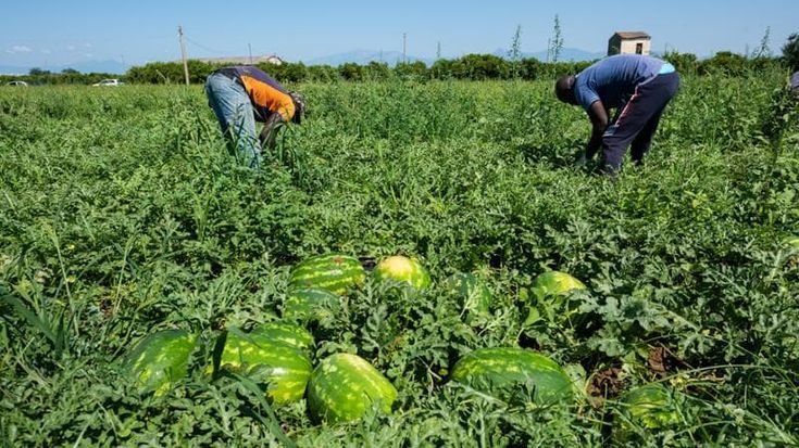 Caporalato, oltre mille braccianti sfruttati nel Lodigiano: turni da 500 ore al mese