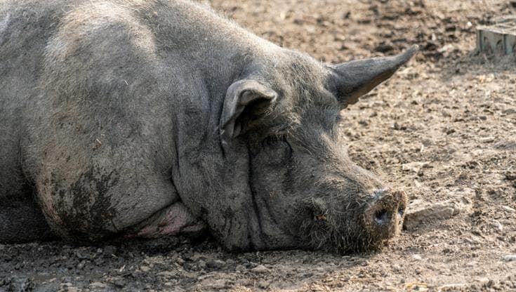 Aggredito da un maiale selvatico sui Nebrodi, agricoltore operato d’urgenza