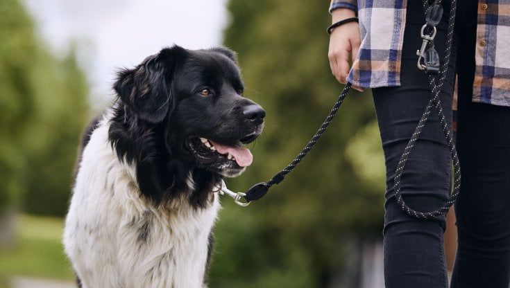 Cani, tante le restituzioni dopo il lockdown 