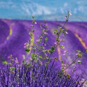 Un viaggio tra i profumi: la app di Mappae propone itinerari multisensoriali in sei Paesi del Mediterraneo