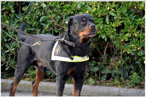 Arturo, il cane pompiere (eroe della Concordia) salvato da un tumore