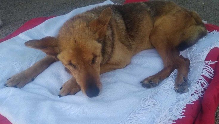 La cagnolina cieca Luna diventa star dei social ma a Bari nessuno la adotta: "È una dei tanti invisibili"