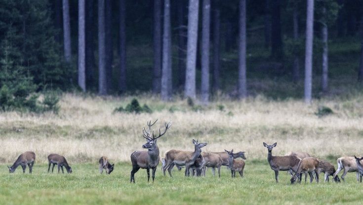 Troppi cervi al Cansiglio, ci pensa il lupo