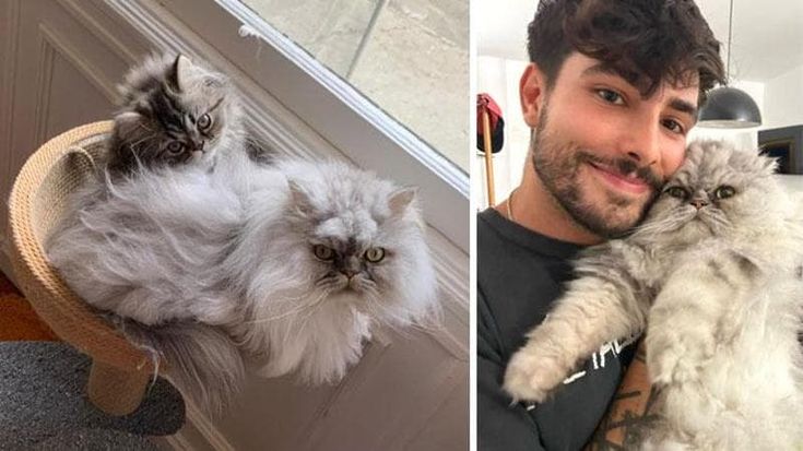 Ritrovato Dante, il gatto persiano smarrito da un turista americano a Gallipoli: “Era con i randagi”