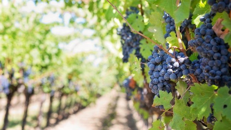 Vendemmia 2021, il bicchiere mezzo pieno della siccità: "Cresciuta uva impeccabile. Avremo vini di qualità notevole" 