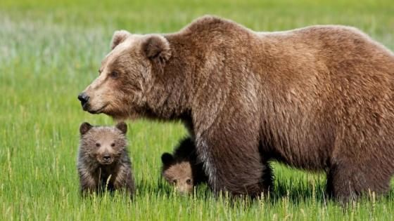 I due cuccioli dell'orsa Daniza ce l'hanno fatta: vivi dopo il letargo. "Per il loro bene, statene lontani"