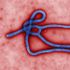 Epidemia di Ebola in Guinea: 59 morti in un mese. L'esperto: "Europa non rischia"
