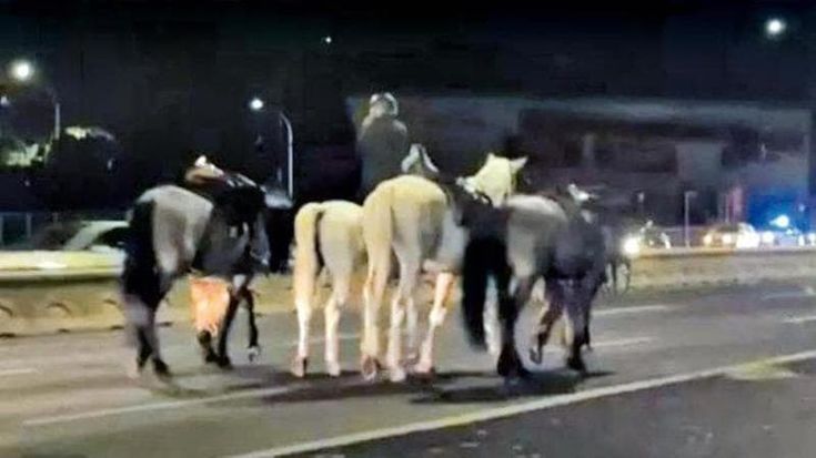 Fuga cavalli, esclusi dalla parata del 2 giugno gli agenti che hanno acceso i fuochi