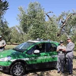 Bari, tagliano illegalmente 8mila alberi d'ulivo: 300mila euro di multe per 40 aziende