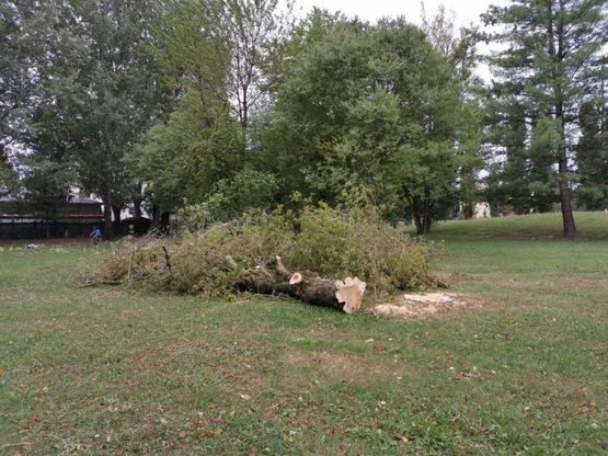 Piante abbattute: la polemica si sposta nel parco Ferrari - Foto 