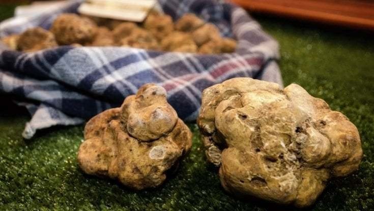 Tartufo bianco di Alba, un miracolo da difendere contro i banditi