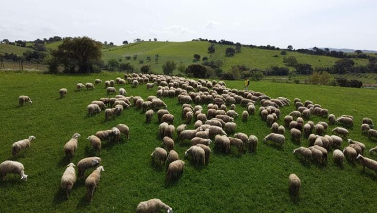 Lupi, ancora attacchi in Maremma. Videocamere e collari speciali per salvare le pecore