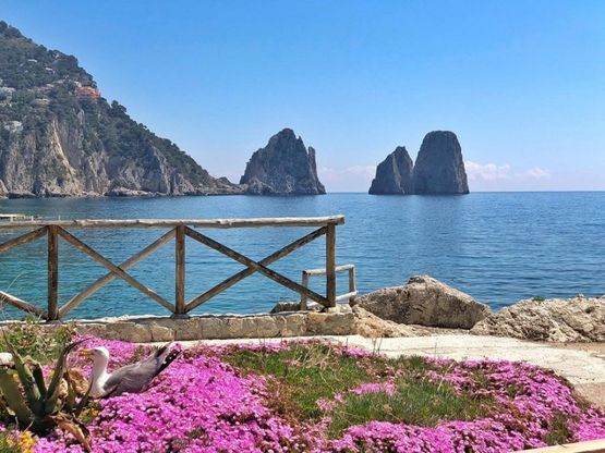  Capri, il nido del gabbiano vista Faraglioni: così la natura si riprende i suoi spazi