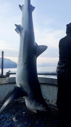 Uno squalo verdesca pescato nel golfo di Policastro