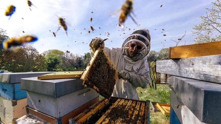 Torino, la città delle api: una rete per gli impollinatori