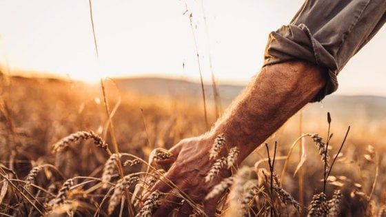 Assicurazioni agricole agevolate, aziende del Sud poco interessate