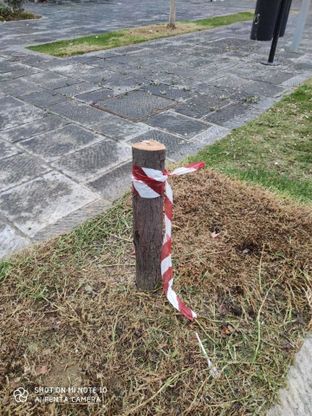 Napoli, raid vandalico a piazza Garibaldi: tagliati due alberi e divelti i corrimano