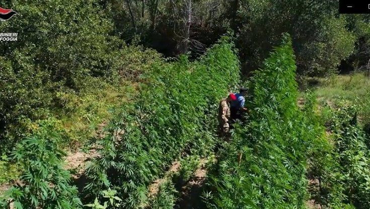 Droga, maxi piantagione di marijuana nelle campagne di Trinitapoli: 14 arresti nel Foggiano 