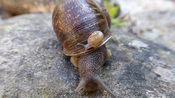 È morta Jeremy, la lumaca 'single' per una mutazione genetica