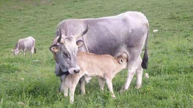 Cilento, il Formaggino si chiama Stella