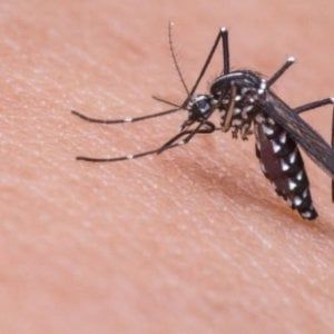 West Nile, un altro morto in Emilia-Romagna