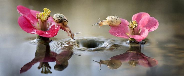 Una goccia tra le chiocciole, quando lo scatto &egrave; poesia