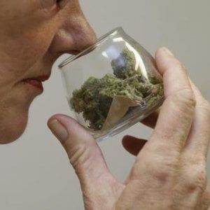 La cannabis può aiutare nella cura dei tumori? 