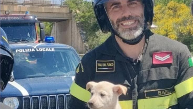 Tre cuccioli incastrati in un tombino salvati dai vigili del fuoco. Ora possono essere adottati
