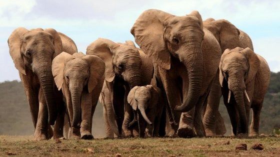 Gli elefanti nascono senza zanne. "Per sopravvivere ai bracconieri"