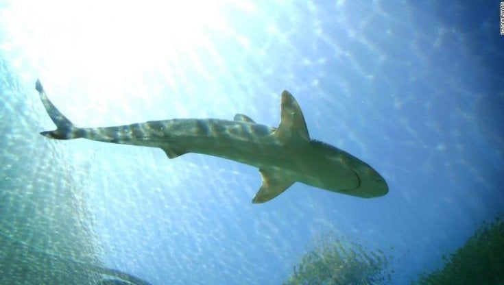 Australia, sette attacchi mortali dagli squali: mai così tanti da 80 anni