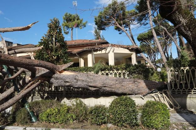 Strage di pini a Forte dei Marmi 