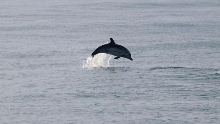 Regno di Nettuno, le stenelle salutano la prima uscita del monitoraggio invernale dei cetacei