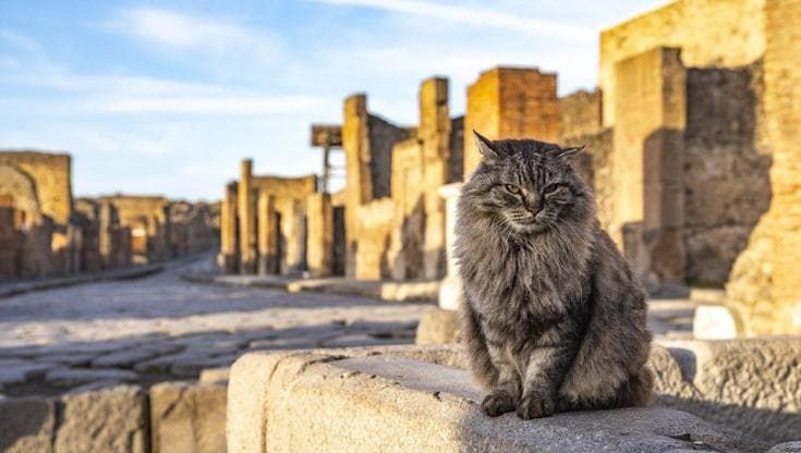 Pompei, se ne va Lince, il gatto mascotte del Parco archeologico
