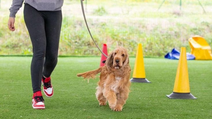 Festa a quattrozampe a Pelago: cani di tutte le razze in libertà e qualche proposta di adozione