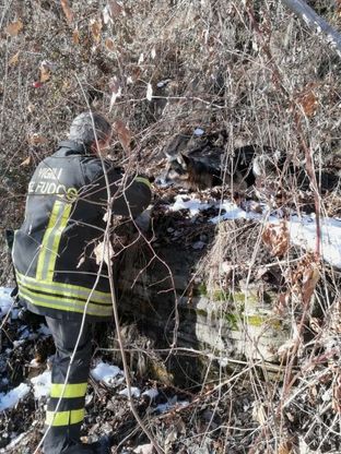 Villar Pellice, vigili del fuoco in missione per salvare un cane nel bosco
