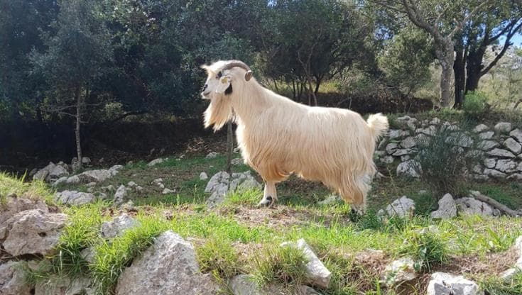 Anacapri, le caprette andranno ad Agropoli: “Lì saranno accudite”