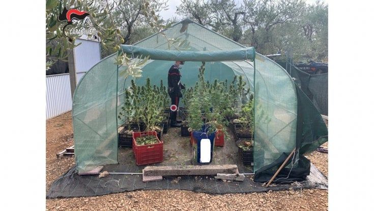 Acquaviva, serre di marijuana fra i funghi coltivati: due arresti