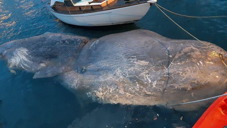 Cilento, capodoglio morto nel porto di San Marco di Castellabate