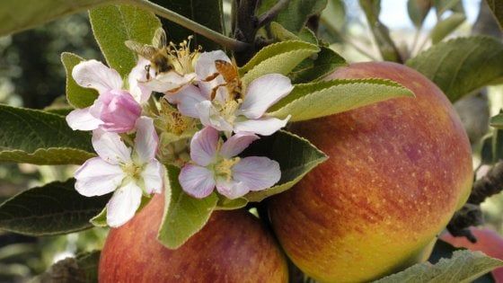 Diario di una mela. Capitolo 3: l'importanza delle api