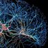 Ecco come la stimolazione cerebrale influenza neuroni e genetica