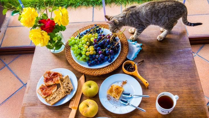 No, a cani e gatti il nostro cibo non fa bene: sbagliato umanizzare le loro ciotole